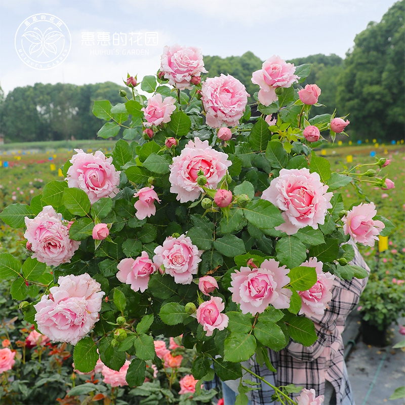 浓香大花月季索菲罗莎惠惠的花园