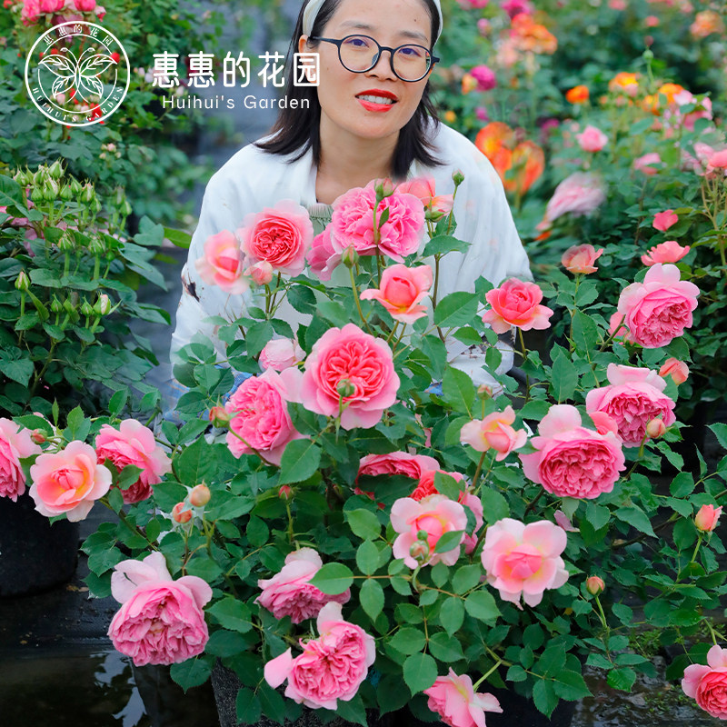 惠惠的花园灌木月季博斯科贝尔奥斯汀大花四季庭院鲜花玫瑰花盆栽