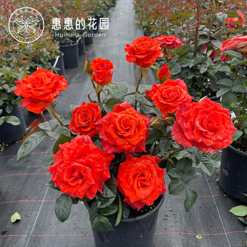 惠惠的花园灌木月季朝霞多头勤花直立抗病阳台庭院花卉盆栽玫瑰花