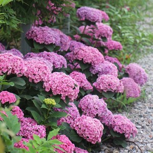 无尽夏新娘绣球花价格 无尽夏新娘绣球花图片 星期三