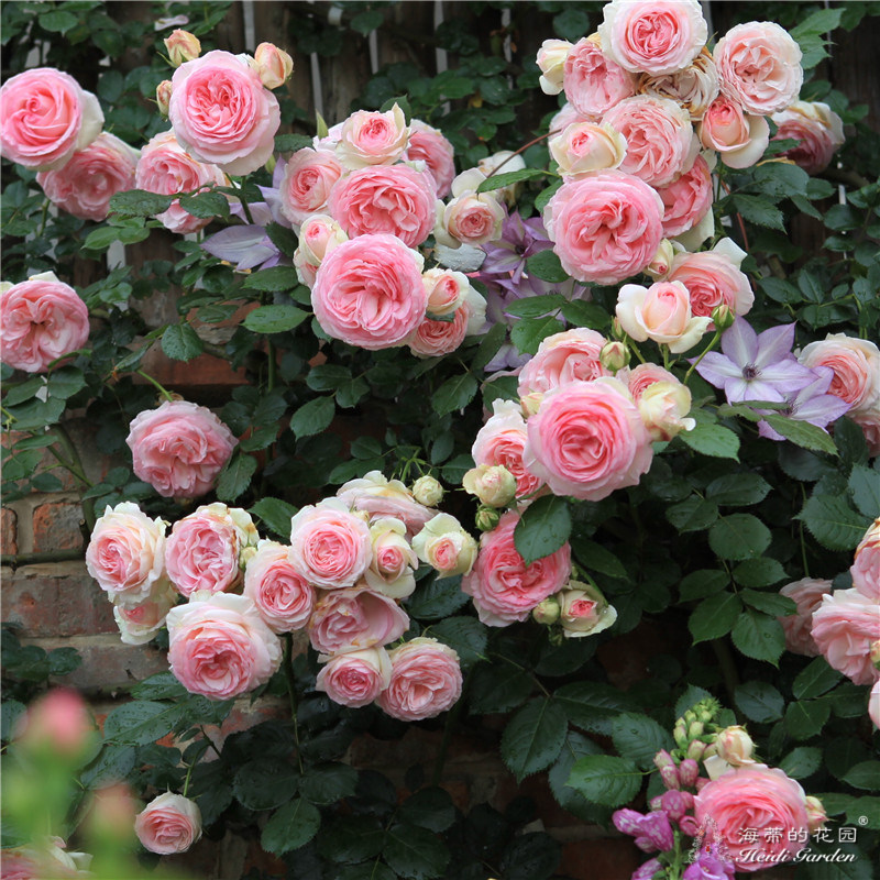 网友分享在meiguo.com的图片