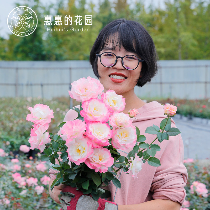 惠惠的花园直立月季六翼天使花苗图片