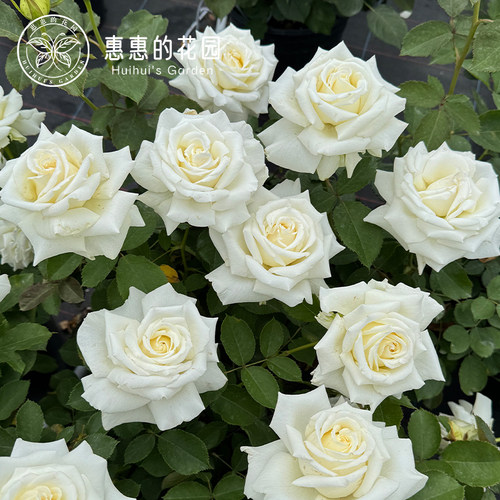 惠惠的花园月季保罗二世白色大花浓香耐热多季抗病阳台庭院盆栽