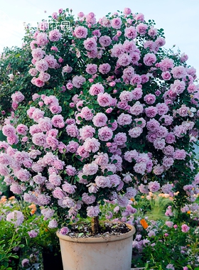 惠惠的花园藤本爬墙拱门多季蓝色阴雨龙沙宝石庭院露台月季盆栽