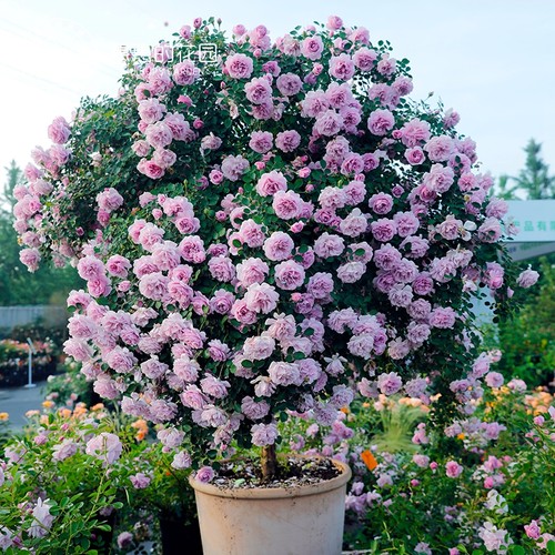 月季福利直拍特价