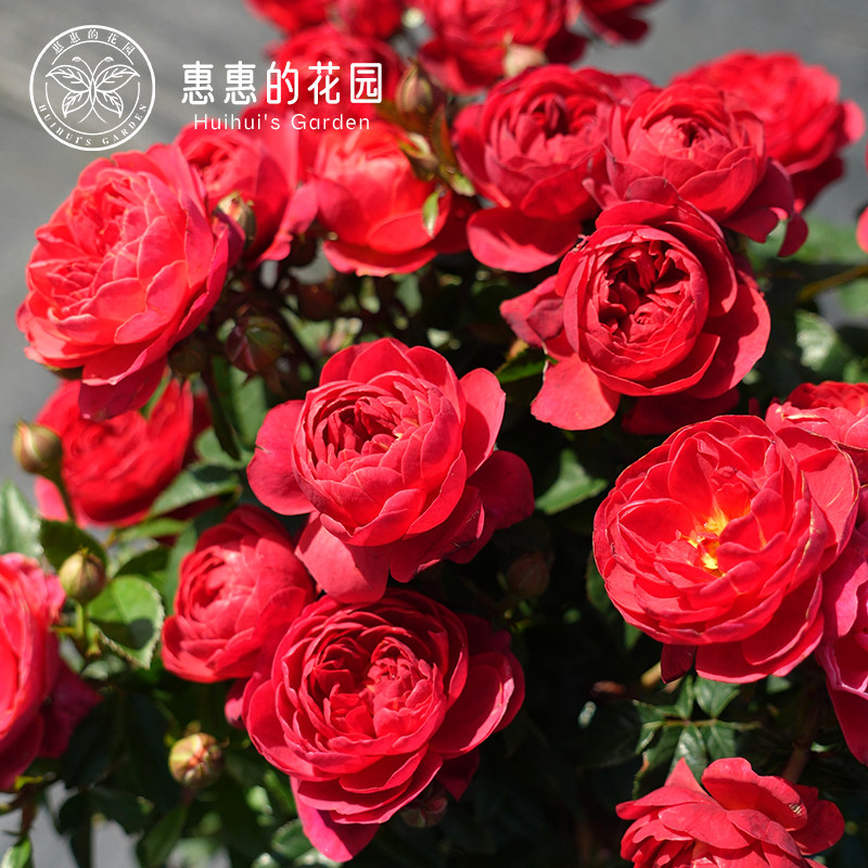 惠惠的花园微月 绝色果汁 红色月季花耐热耐雨淋阳台庭院盆栽花苗
