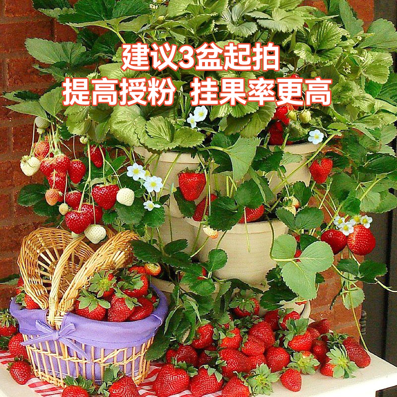 草莓苗果苗四季结果阳台种植
