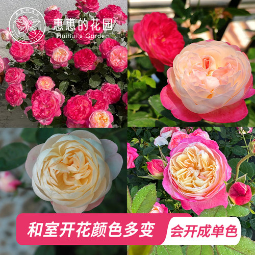 惠惠的花园浓香颜色多变大花月季