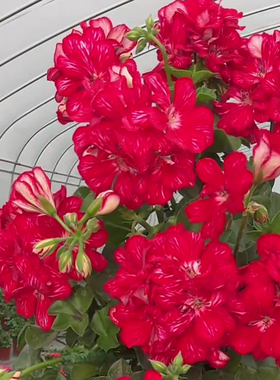 惠惠的花园垂吊天竺葵 大西洋红色星星 多季开阳台庭院花卉包对版