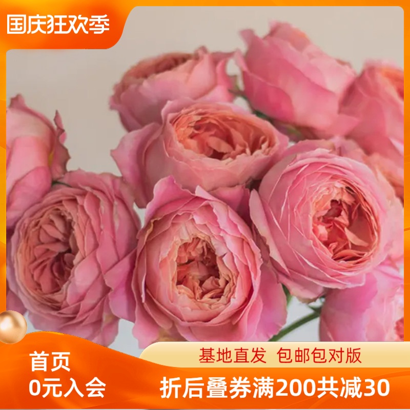 惠惠的花园微型月季浪漫古董 勤花抗病花期长阳台庭院花苗盆栽