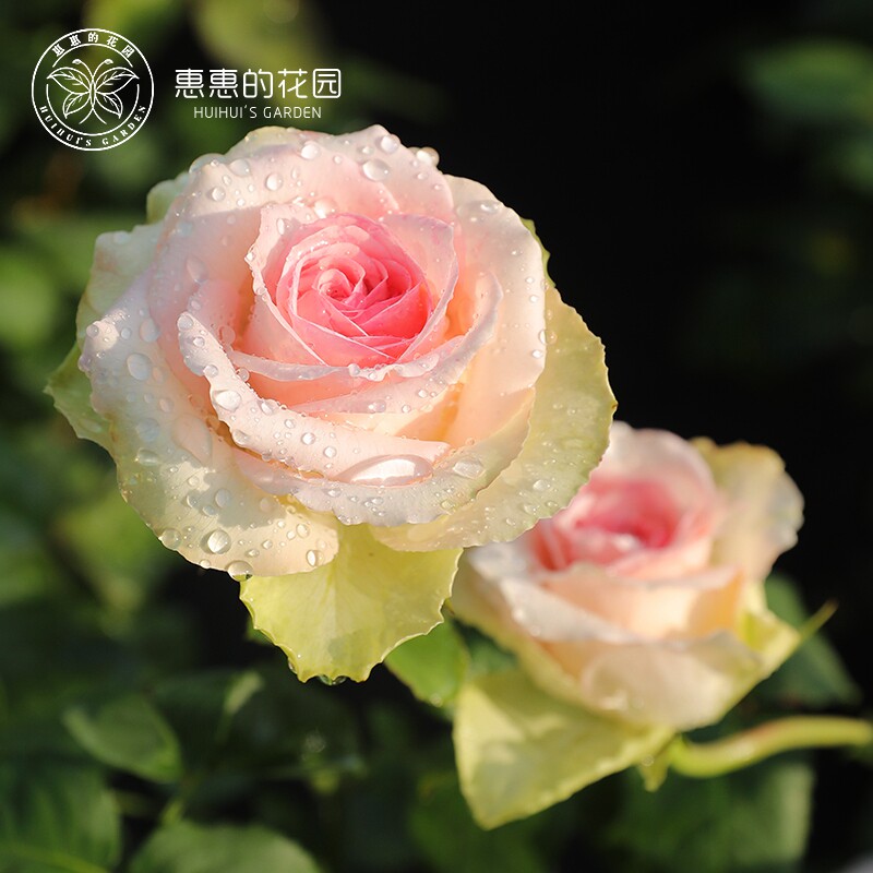 惠惠的花园切花月季 绿梅拉 浅绿色玫瑰花期长阳台庭院盆栽花苗