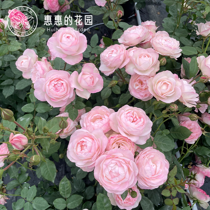 惠惠的花园草莓杏仁饼多头开花机器阳台花园庭院月季花苗盆栽多季