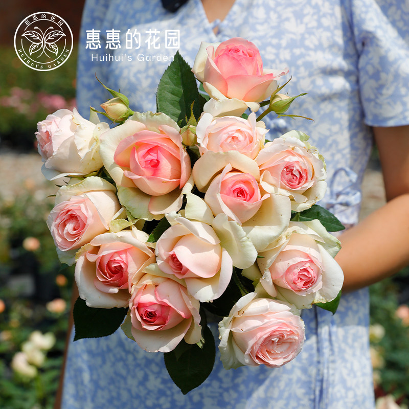 惠惠的花园灌木月季蒙娜丽莎浓香粉包子庭院盆栽玫瑰鲜花月季花