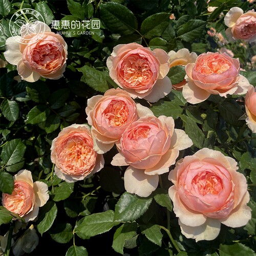 惠惠的花园直立月季真宙花苗盆栽