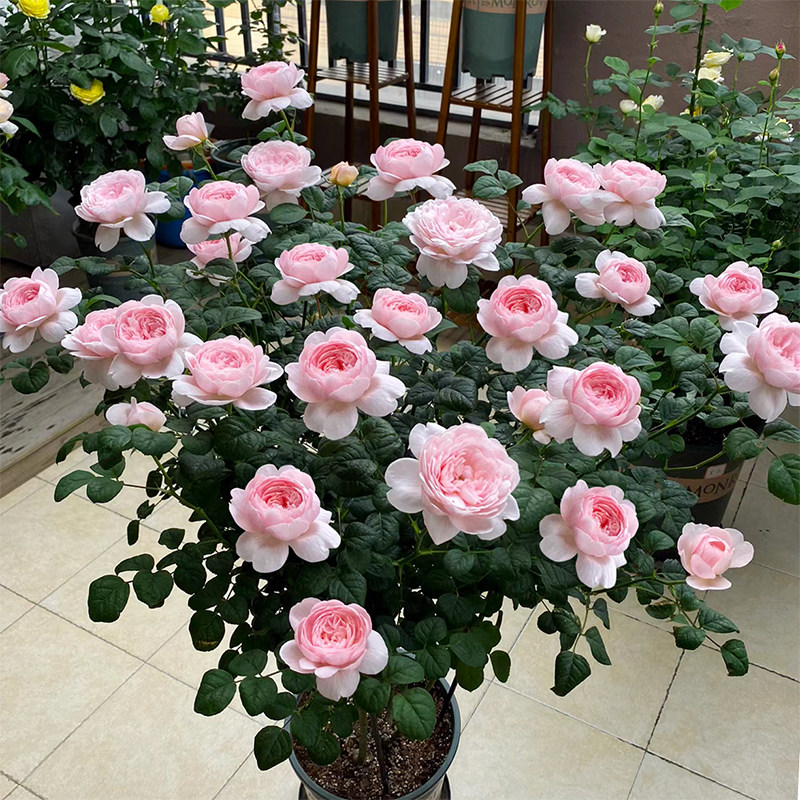 惠惠的花园灌木月季瑞典女王奥斯汀粉包子庭院花卉鲜花盆栽玫瑰