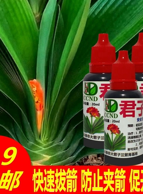 君子兰夹箭灵促箭剂快速拔剑剂通用型夹剑液促开花专用肥营养液