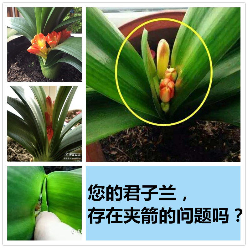 3瓶装 君子兰夹箭怎么办专用肥促箭剂夹箭灵营养液催开花促生长,鲜花速递/花卉仿真/绿植园艺,家庭园艺肥料,淘宝优惠券,粉丝福利购,淘宝优惠卷