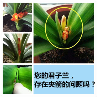 3瓶装 君子兰夹箭怎么办专用肥促箭剂夹箭灵营养液催开花促生长