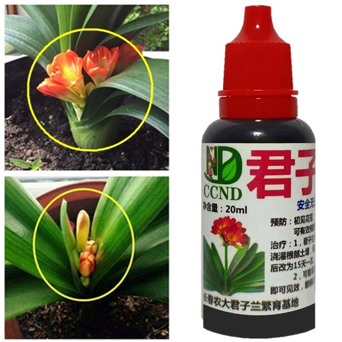 君子兰促箭剂防止夹箭促花营养液