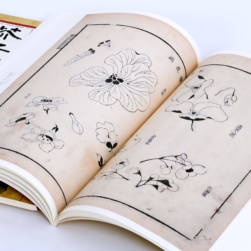 芥子园画谱康熙原版花鸟卷草虫花卉谱上册昆虫鸟类飞禽画谱临摹技法安徽美术出版社彩色水墨芥子园画传高清版国画入门教材