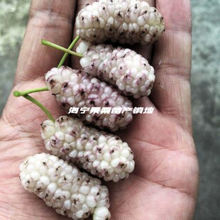 大白珍珠果桑苗白色桑葚苗 白桑果桑椹苗 桑果桑树苗白桑椹树苗