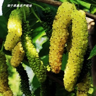 白长果 长白果桑苗 香金椹桑苗 金桑葚长条桑葚苗 金香葚桑果树苗