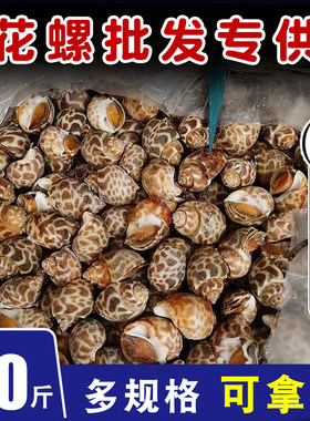 花螺商用鲜活特大捞汁海鲜餐饮生鲜20斤整箱小海螺冷冻特大花螺