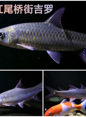 桥街结鱼大鳞结鱼桥街吉罗活体稀有吉罗冷水鱼淡水鱼溪流风水鱼
