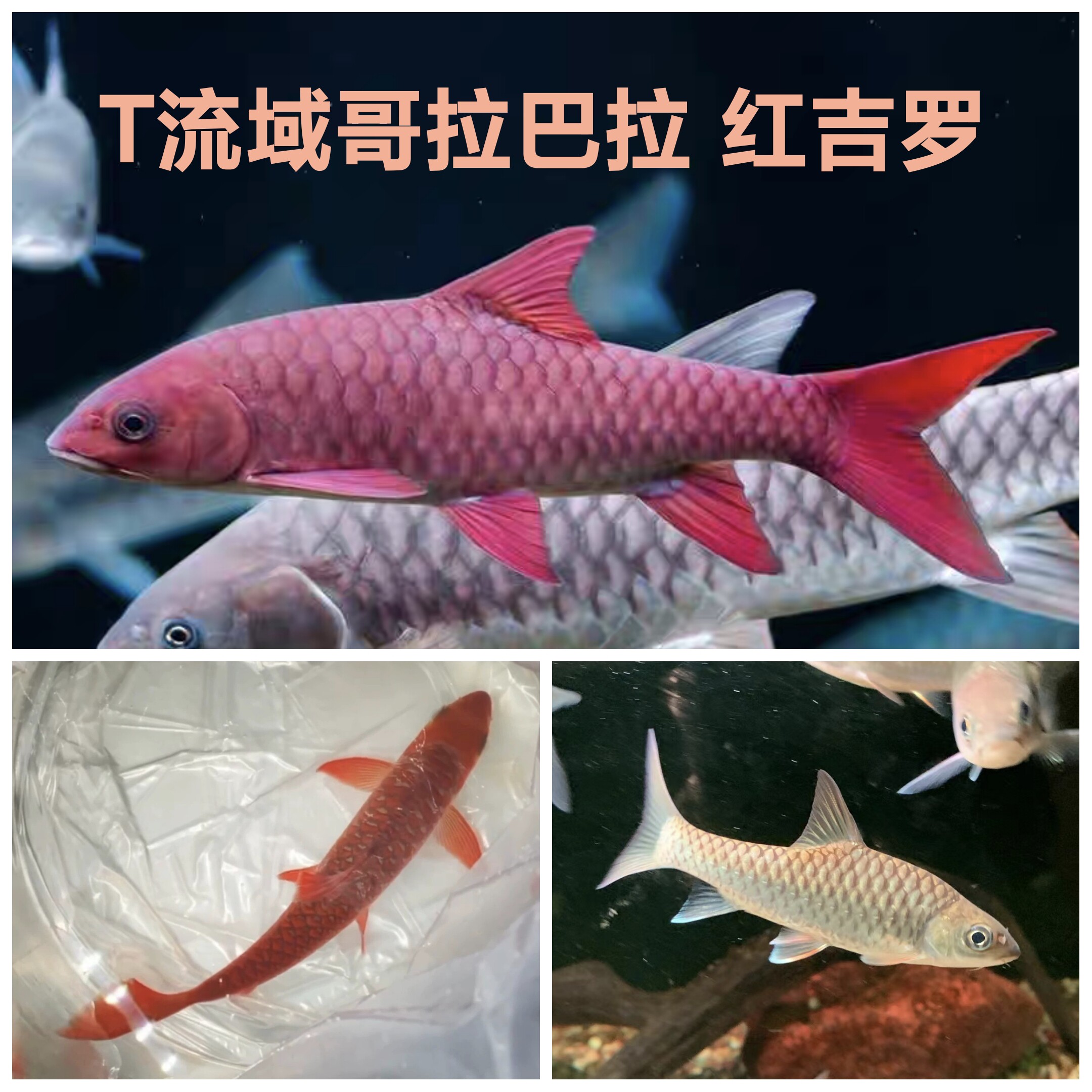 T巴拉T流域哥拉巴拉红吉罗鱼马来西亚泥泊尔皇室金原生冷水观赏鱼