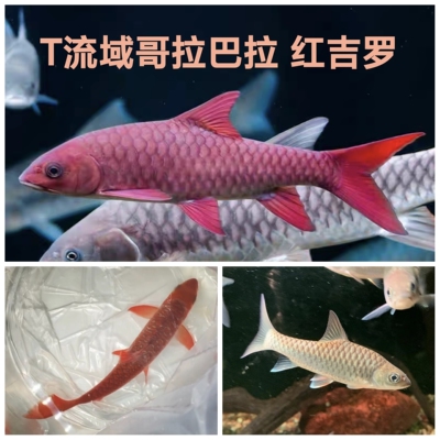 T巴拉T流域哥拉巴拉红吉罗鱼马来西亚泥泊尔皇室金原生冷水观赏鱼