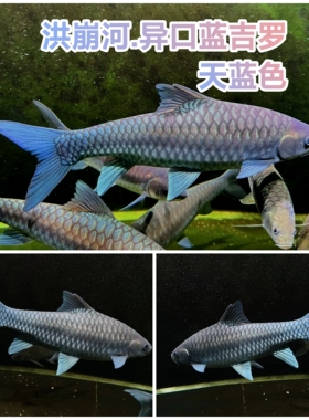 蓝吉罗异口新光唇保山蓝吉罗史氏原生大尺寸蓝吉罗冷水观赏鱼喂食