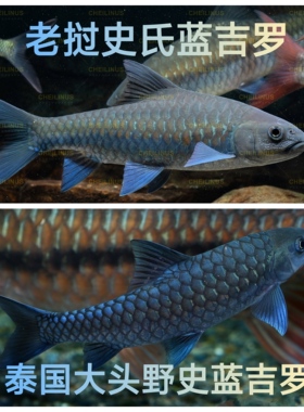 史氏蓝吉罗 野史蓝吉罗 老挝史氏蓝吉罗 老挝蓝吉罗 蓝吉罗 观赏