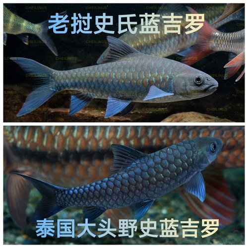 史氏蓝吉罗 野史蓝吉罗 老挝史氏蓝吉罗 老挝蓝吉罗 蓝吉罗 观赏