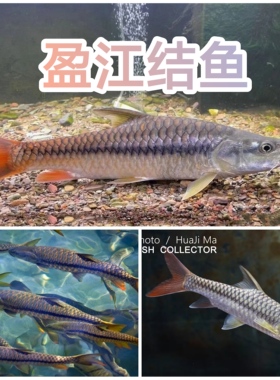 盈江结鱼 盈江吉罗 黄鳍结鱼 缅甸盈江结鱼 红吉罗鱼  稀有吉罗鱼