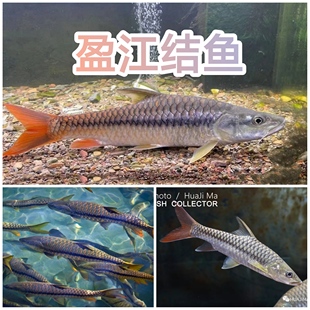 盈江结鱼 盈江吉罗 黄鳍结鱼 缅甸盈江结鱼 红吉罗鱼  稀有吉罗鱼