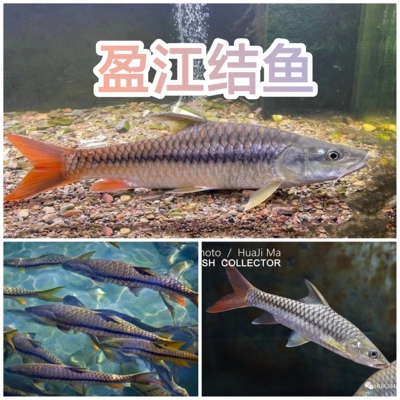 盈江结鱼 盈江吉罗 黄鳍结鱼 缅甸盈江结鱼 红吉罗鱼  稀有吉罗鱼