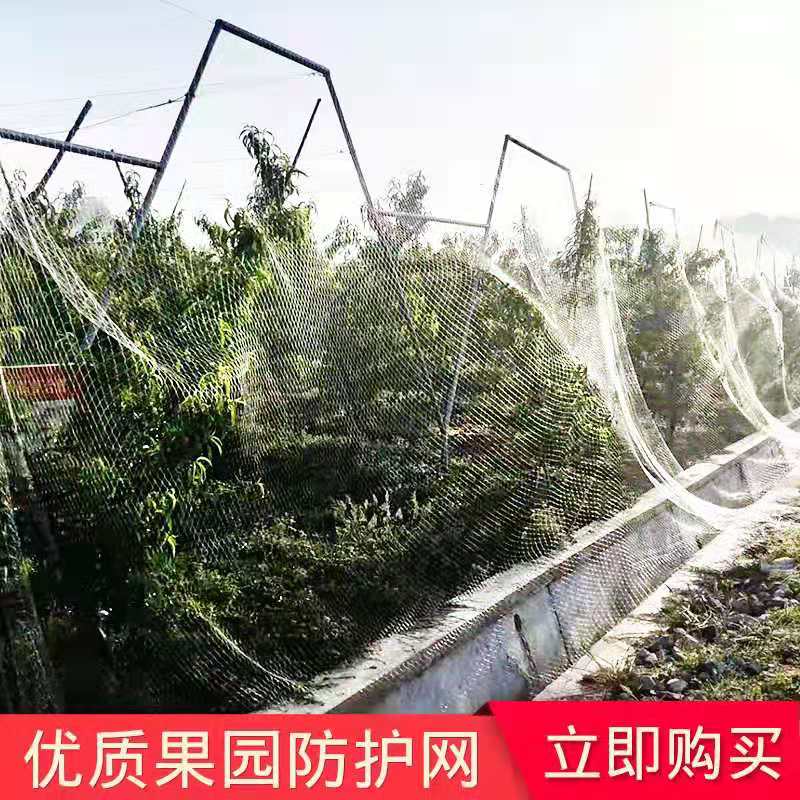 果园防鸟网葡萄大棚保护网家用果树网防鸟用的网鱼塘养殖网农业用