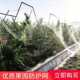 果园防鸟网葡萄大棚保护网家用果树网防鸟用 网鱼塘养殖网农业用