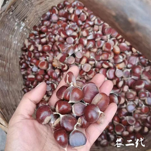 2025年江西高山野生新鲜现摘迁西燕山小尖油锥土板小圆毛栗子甜糯