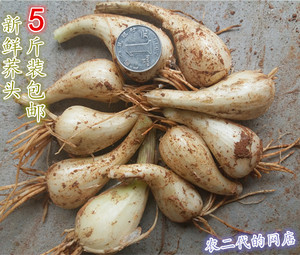 荞头新鲜藠头茭头现发现挖农家自种精选大个教头蒜白糖醋江西5斤