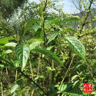 顺丰清风丝野菜野生泰顺一店金刚术大青叶空心菜清凉烧汤现采250g