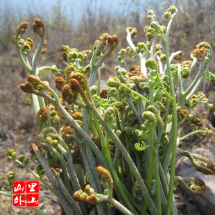 新鲜蕨菜 温州特产野生蕨菜500g焯水冰袋保鲜 邮寄泰顺特产山蕨菜