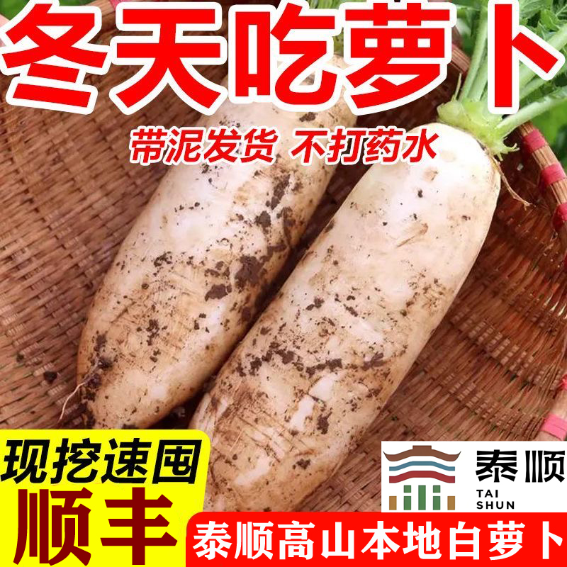 浙江温州泰顺特产新鲜萝卜农家自种白皮萝卜青萝卜新鲜蔬菜顺丰
