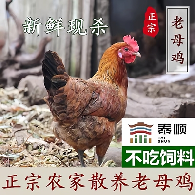 农家老母鸡 泰顺一店 正宗农家散养家鸡土鸡活鸡月子鸡 现杀顺丰