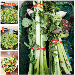新鲜温州大芥菜嘎菜下单采摘2斤农家自种露天种尬菜泰顺特产一店