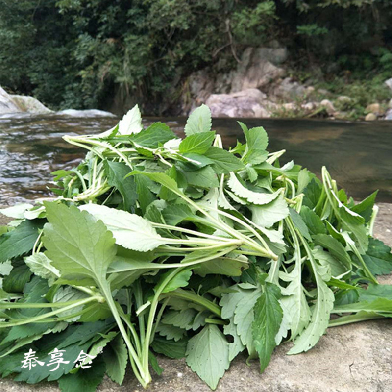 新鲜苦菜 苦甲苦夹苦斋菜 野菜 清凉下火泰顺特产 现摘现卖 250克
