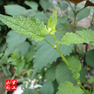 藿香 薄荷 香苏1把 白紫 苏 烧溪鱼泥鳅菜 汤螺丝 泰顺特产一店