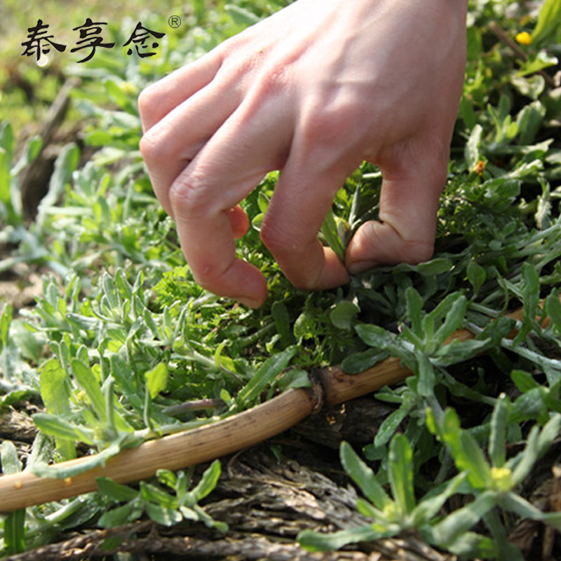 新鲜 棉菜 鼠曲草泰顺 特产明曲嘻 艾粿清明果 鼠曲艾草青团 艾叶