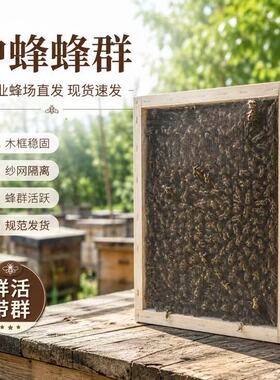 活体蜜蜂群 中蜂蜂群 带王蜜蜂群 阿坝中蜂中华土蜂笼蜂出售