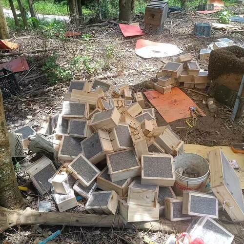 中华蜜蜂群活体蜜蜂养殖